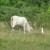 10. The cow and the crane 10. The cow and the crane