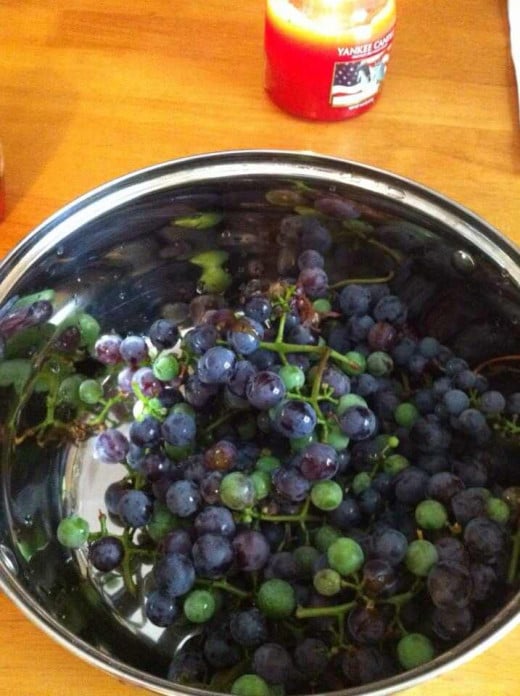 Fresh from the vines on my back fence. If you like your pie on the tart side...a few greenish grapes in the mix does wonders. 