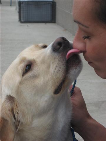 There are many reasons a dog may lick their owner's face.
