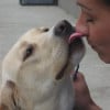 Why Do Dogs Lick  Us?