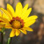 Tickseed Growing Wild Tickseed Growing Wild
