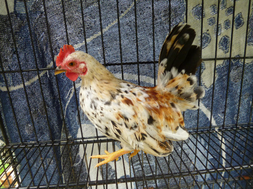 This is my own Serama rooster-to-be who currently sounds like a voice-cracking teenage boy mixed with a broken toy. Hilarious. 
