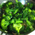 Frying broccoli, green onions, mushrooms, and garlic in olive oil.