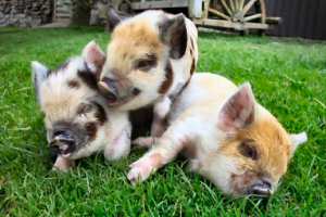 Kunekune pigs