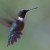 Hummingbird Waiting His Turn at Feeder. Hummingbird Waiting His Turn at Feeder.