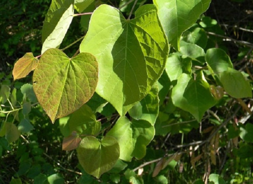 Heart-shaped Redbud tree leaves are early springtime greeters. Its pink or pink-purple abundant flowers have already bloomed and faded from bare branches and trunks.