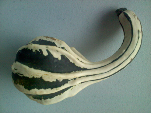 Gourd