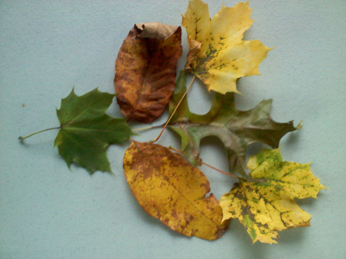 Leaves from my yard
