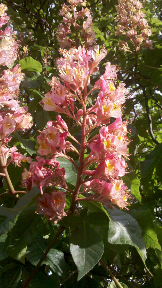 Blooming horse chestnut.