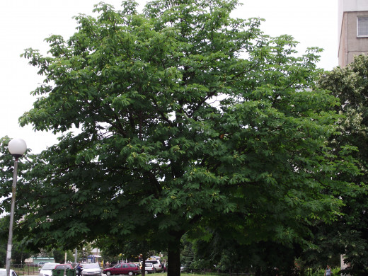 Healthy horse chestnut tree.