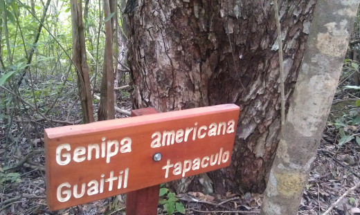 The guaitil tree.  Shrub species are also labeled along the trail.  The guides are also knowledgeable of some medicinal qualities of some of the trees, shrubs and vines you will find.