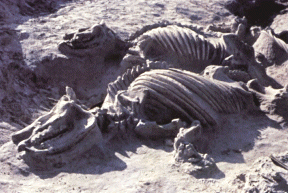 Source: http://www-museum.unl.edu/research/vertpaleo/ashfall.html