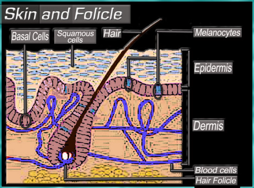 Skin and Hair Folicle