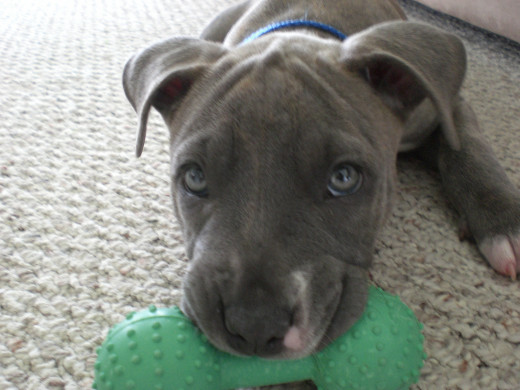 ...must be a puppy thing!
