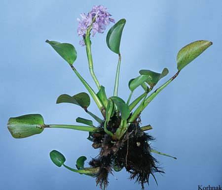 The water hyacinth is noted for being able to purify water and yet it is often considered a nuisance weed.