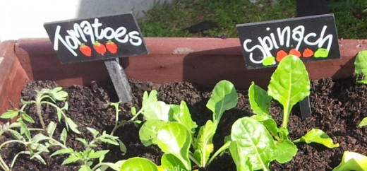 There are few things more rewarding than planting and growing your very own veggie garden!