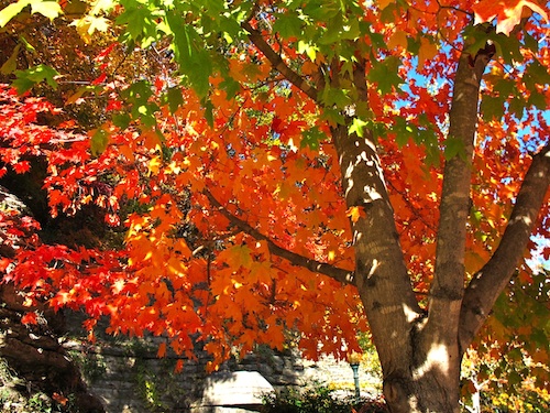 Maple trees are perennials that provide color in the landscape and generous shade as they grow older.