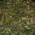 Green beans almandine Green beans almandine
