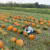 Just the right pumpkin Just the right pumpkin