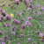 A small yellow butterfly on the flowers A small yellow butterfly on the flowers