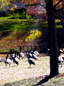 Canadian Geese Seasonally Come and Go