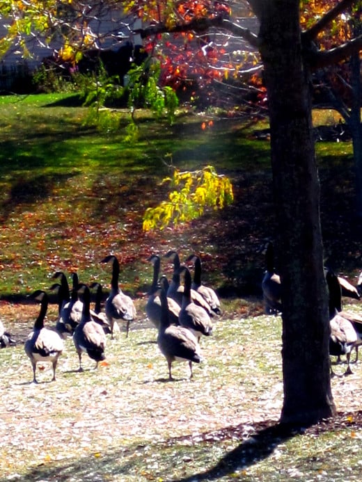 Canadian Geese Fall 2012