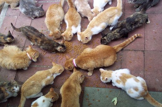 When there is enough food, cats shouldn't feel threatened by one another.
