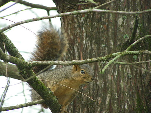 Fox Squirrel in a tree