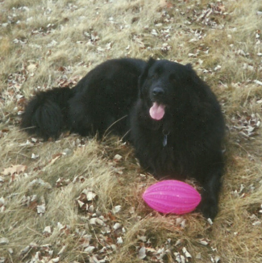 Ebony, the swimmer, was also ever ready to play ball. (Photo by Barbara Anne Helberg, 2001)