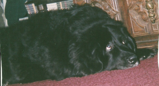 Inside our apartment, those eyes followed my every move, and what dog lover doesn't love that? (Photo by Barbara Anne Helberg, 2004)