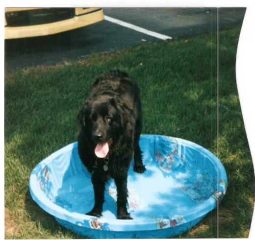Before Ebony became the full-fledged, insatiable swimmer, we did some hose and wading pool practice. (Photo by Barbara Anne Helberg, 1998)
