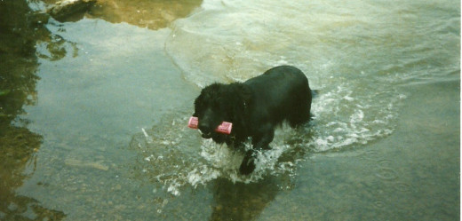 Ebony the more learned, mature swimmer at the limestone quarry near Marblehead Lighthouse State Park, Lake Erie. (Photo by Barbara Anne Helberg, 2001)