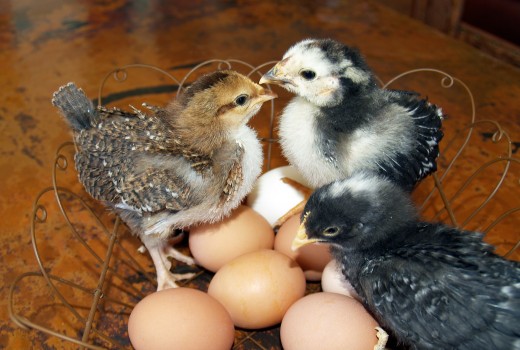 Three chicks in a basket of eggs.