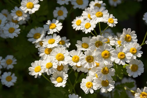 Feverfew is well-known as an effective herbal treatment for migraine