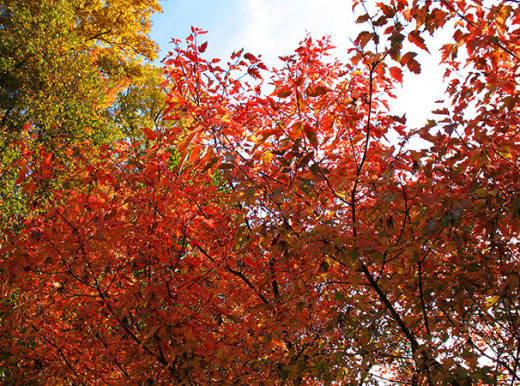 Leaves seem to glow from within