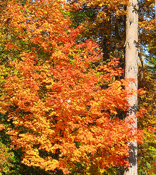 Vivid orange-yellow