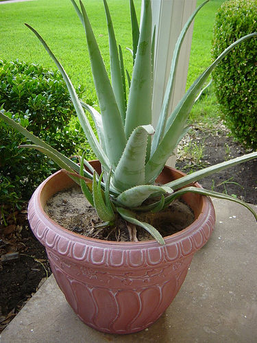 Aloe vera has many medicinal properties