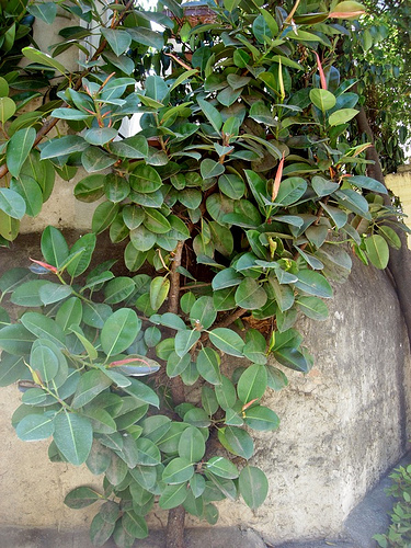The Rubber Plant is one of the ten plants proven by NASA scientists to remove toxins from the air.