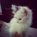 What I've learned about cats!