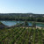 Vineyards in the city of Avignon