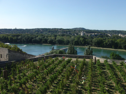 Vineyards in the city of Avignon