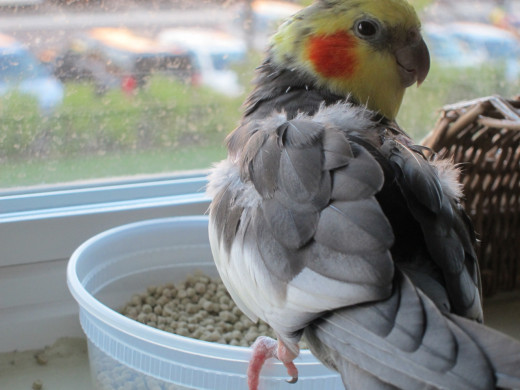 Ruisenor, my cockatiel, eating Harrison's.