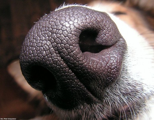 The incredible sensitivity of the dog's nose is just now being seriously explored for medical purposes.