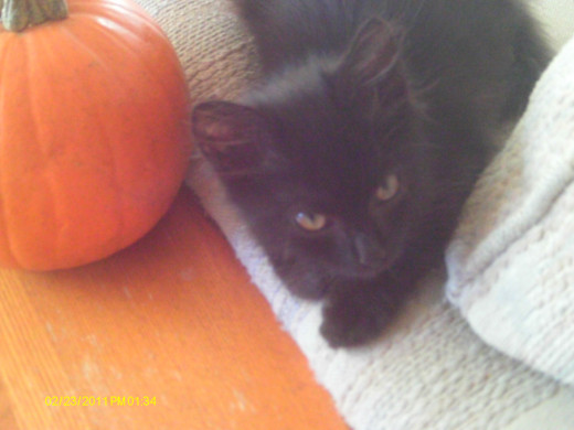 A witch's cat?  This is Taz, (short for Tazmanian Devil).  He's our latest addition.