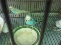 What Do Budgies Eat? | PetHelpful