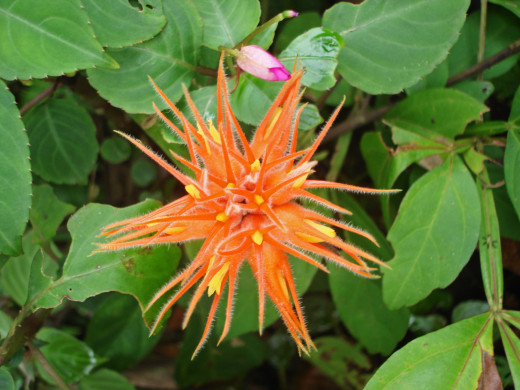 This wild flower was found along the road near the entrance.  