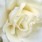 Lydia Rose profile image