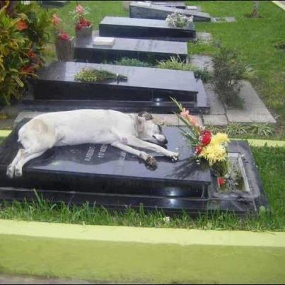 "For the past 6 years, a German shepherd called Capitán has slept next to the grave of his owner every night at 6pm. His owner, Miguel Guzmán died in 2006." From a FaceBook Post.