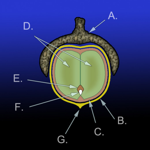 Diagram of the anatomy of an acorn. A.) Cupule B.) Pericarp (fruit wall) C.) Seed coat (testa) D.) Cotyledons (2) E.) Plumule F.) Radicle G.) Remains of style. Together D., E., and F. make up the embryo.