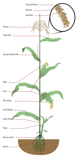 A very simple diagram of the plant Zea mays.